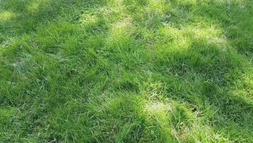 Imperio Luxury Lighters